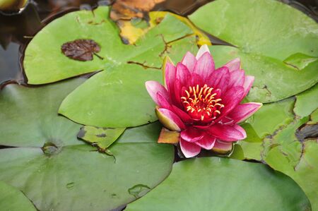 Water Lilyの写真素材