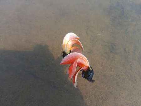 Butea monosperma flowers.It is a  species ofÂ ButeaÂ native. It is used for timber,resin,fodder,medicine, and dye. Other names includeÂ flame-of-the-forest,Â andÂ bastard teak.Beautiful Orange Palas flowerの写真素材