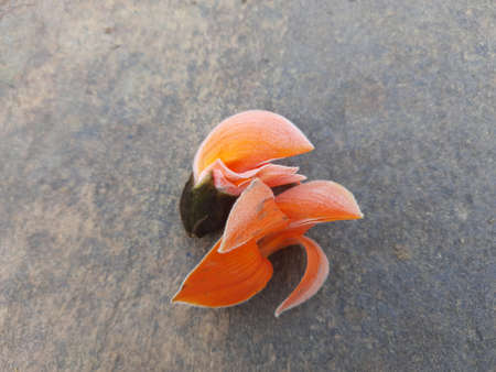 Butea monosperma flowers.It is a  species ofÂ ButeaÂ native. It is used for timber,resin,fodder,medicine, and dye. Other names includeÂ flame-of-the-forest,Â andÂ bastard teak.Beautiful Orange Palas flowerの写真素材