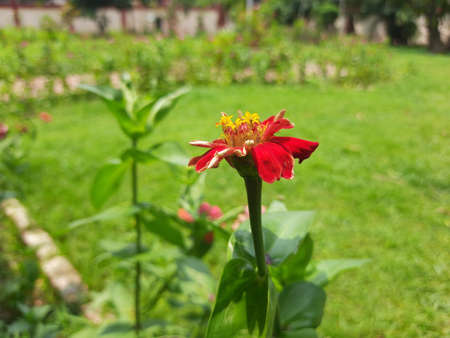 Zinnia flower in the garden. ItÂ is aÂ genusÂ of plants of theÂ sunflower tribeÂ within theÂ daisy family. It is an annual plant. Zinnias may be white, chartreuse, yellow, orange, red,purple, or lilac.の写真素材