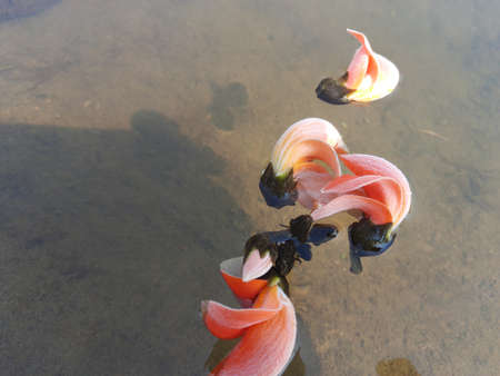 Butea monosperma flowers.It is a  species ofÂ ButeaÂ native. It is used for timber,resin,fodder,medicine, and dye. Other names includeÂ flame-of-the-forest,Â andÂ bastard teak.Beautiful Orange Palas flowerの写真素材
