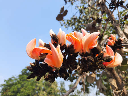Butea monosperma flowers.It is a  species ofÂ ButeaÂ native. It is used for timber,resin,fodder,medicine, and dye. Other names includeÂ flame-of-the-forest,Â andÂ bastard teak.Beautiful Orange Palas flowerの写真素材