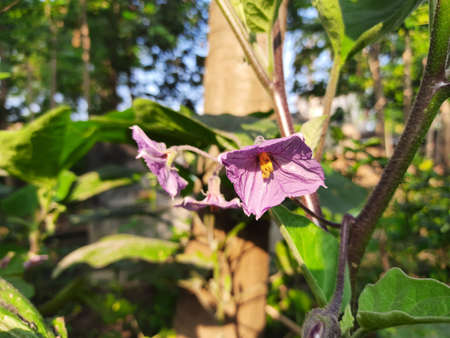 Eggplant flowers in plant. Quality and best photo for your project.Its other name  eggplant,aubergine. BrinjalÂ Â is a plant species in the nightshade familyの写真素材