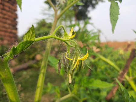 Yellow flower of tomato isolated.Green tomato flowers in an organic garden.Tomato flowers plants green Agriculture. Vegetable flower. A flower of a healthy plant.の写真素材