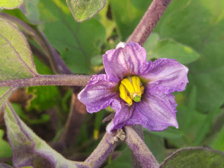Eggplant flowers in plant. Quality and best photo for your project.Its other name  eggplant,aubergine. BrinjalÂ Â is a plant species in the nightshade familyの写真素材