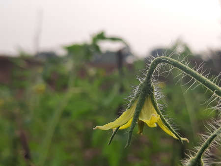 Yellow flower of tomato isolated.Green tomato flowers in an organic garden.Tomato flowers plants green Agriculture. Vegetable flower. A flower of a healthy plant.の写真素材