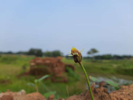 Tridax procumbens, commonly known asÂ coatbuttonsÂ orÂ tridax daisy, is a species of flowering...