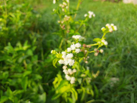 Bandotan (Ageratum conyzoides) is a type of agricultural weed belonging to the Asteraceae tribe. It...