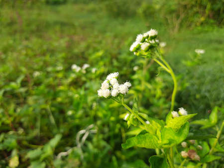 Bandotan (Ageratum conyzoides) is a type of agricultural weed belonging to the Asteraceae tribe. It...