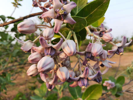 Calotropis gigantea flowers. Fresh bloom Purple Crown Flower. Giant Indian Milkweed Gigantic Swallow...
