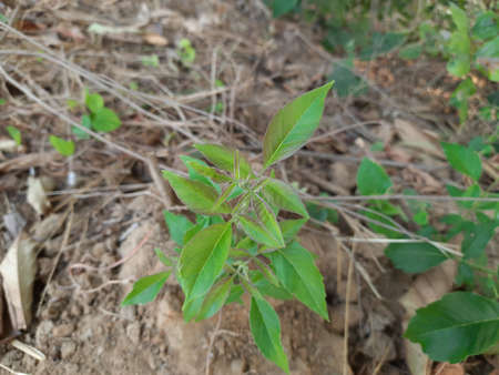 Soft leaves of Vitex negundo (Nirgundi) plant. It's other name Chinese chaste tree,Â five-leaved chaste tree, orÂ horseshoe vitex, orÂ nisinda. Â is a largeÂ aromaticÂ shrub. It is an Ayurvedic medicine.の写真素材