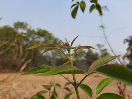 Soft leaves of Vitex negundo (Nirgundi) plant. It's other name Chinese chaste tree,Â five-leaved...