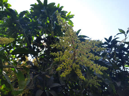 Mango flower blossom, Aam ka Manzar. inflorescence and immature fruits of an 'Alphonso' mango tree....