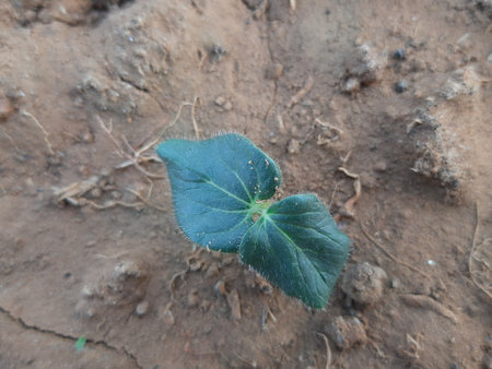 okra or lady fingers seedling growing in home garden. OkraÂ ,Â Abelmoschus esculentus, known in many nameÂ ladies' fingersÂ orÂ ochro. It is aÂ flowering plantÂ in theÂ mallow family. sprout of lady fingers.のeditorial素材