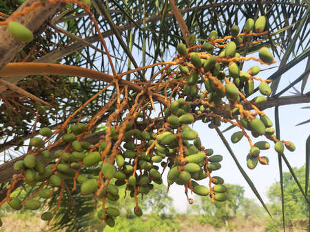 Raw fruit of date palm tree. Phoenix sylvestris  also known as silver date palm, Indian date, sugar...