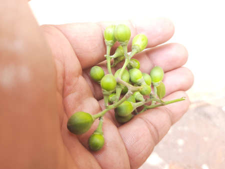 Small fruit of Bael. Aegle marmelos commonly known as bael (bili or bhel) also Bengal quince, golden apple, Japanese bitter orange, stone apple or wood apple. Most popular fruit of summer season.の写真素材
