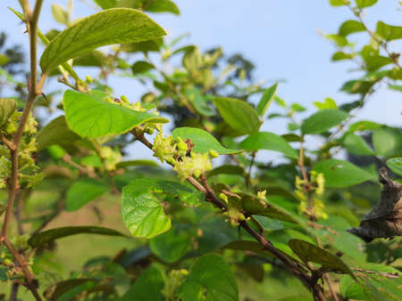 Ziziphus mauritiana flowers. Its other nameÂ Indian jujube, Indian plum,Â Chinese...