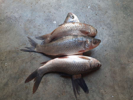 animal, carp family fish, catch, closeup, delicious, fish market, fishery, fishing, food, fresh,...