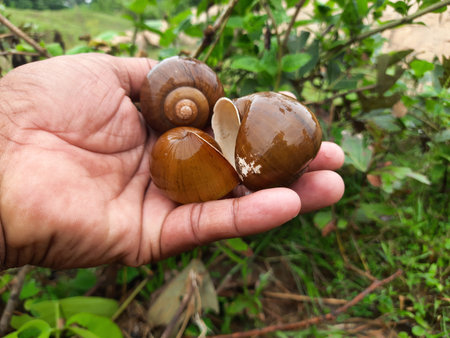 Shell of the snail. AÂ snailÂ is, in loose terms, a shelledÂ gastropod. The name is most often...