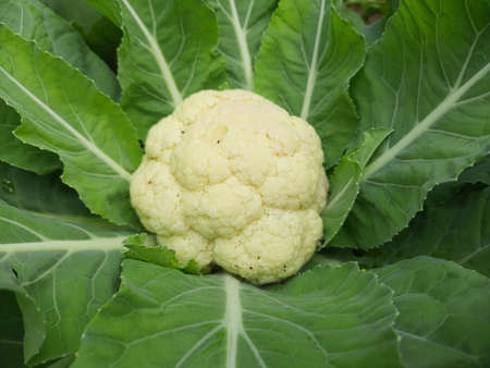 Cauliflower is one of several vegetables in the species in the genus Brassica, which is in the Brassicaceae family. Its other names Brassica oleracea, includes broccoli, Brussels sprouts,cabbage, coleの写真素材