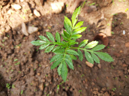 Small plant of marigold flowers in tagetes garden. Close-up marigold flower plant.
Mexican marigold flower plant in the garden bed. Hybrid Marigold.の写真素材