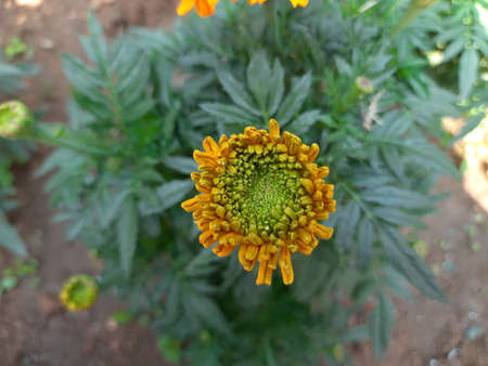 Bud of marigold in tagetes garden. Close-up marigold flower plant.
Mexican marigold flower plant in...