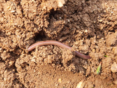 Earthworm on the soil. AÂ earthwormÂ is a terrestrial invertebrate that belongs to the...