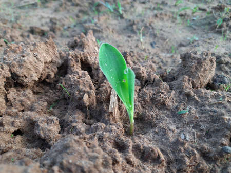 Young green corn growing on the field.
corn seedling in morning. 
Maize plant in the field. It is a crop, which is grown as a grain and also cultivated as animal feed. Corn sprout.の写真素材