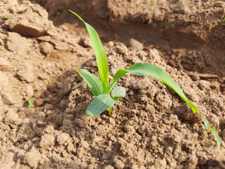 Young green corn growing on the field.
corn seedling in morning. 
Maize plant in the field. It is a crop, which is grown as a grain and also cultivated as animal feed. Corn sprout.の写真素材