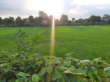 Paddy field in blue sky background. Paddy, Organic Agriculture, Ears Of Rice In The Field. grain in...