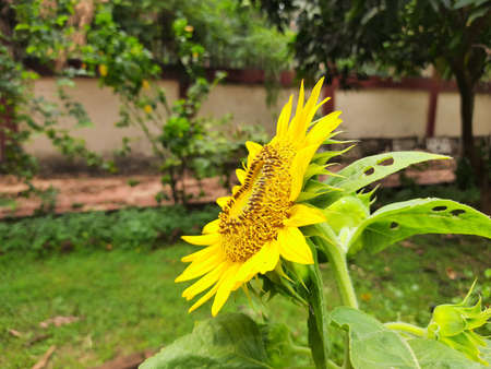 Sunflowers in the garden. Its other name Helianthus. perennialÂ flowering plants of the daisy...