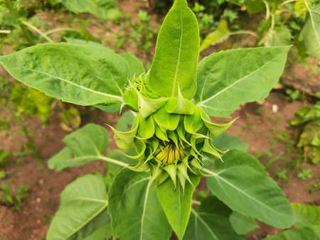 Sunflowers bud in the garden. Its other name Helianthus. perennialÂ flowering plants of the daisy family. It is a food crops for humans, cattle, and poultry. 
Pure edible oil is extの写真素材