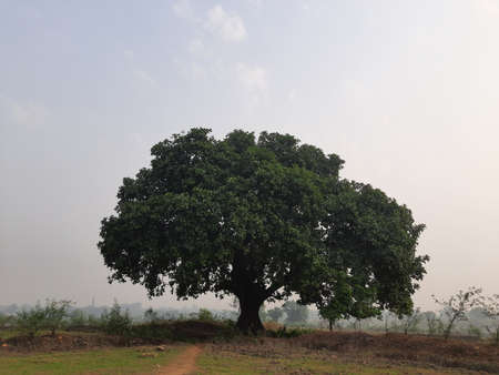 Giant banyan tree. Tree of Life, Amazing Banyan Tree. A banyan, also spelle banian is a fig that...