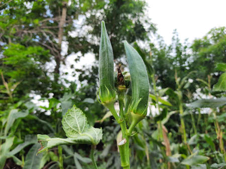 Okra or lady fingers plant in home garden. OkraÂ ,Â Abelmoschus esculentus, known in many...