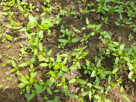 Chilli Nursery. Chilli plant seeding. small plants of Chilli ready for plantation. Vegetable seeding...
