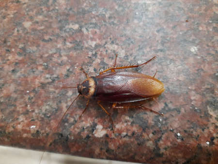 Cockroaches are aÂ paraphyleticÂ group ofÂ insectsÂ belonging toÂ Blattodea. Its other...