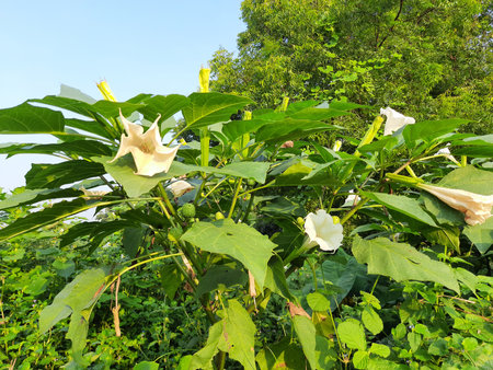 Datura plant with flowers. Its other names thornapples, jimsonweeds, devil's trumpets, moonflower,Â devil's weed and stramonium. Hindus offer it to Lord Shiva. It is used a lot in Aの写真素材