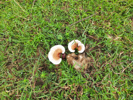 Fungus on Decaying tree Wood. Bracket fungus on tree bark. A fungus is any member of the group of...