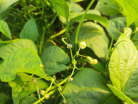 Beans flowers is garden. Organic Garden Fresh  Green Beans. Young bean plant with flowers in the...