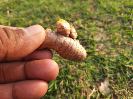 Raw and fresh Turmeric.It rhizomes are used boiled in water and dried,after which they are ground...