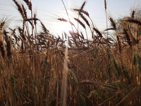 Wheat ears in the field at sunset, closeup of photo. Panoramic view of golden wheat field in clear sunny day. Meadow and blue sky.
wheat field under blue sky in India.の写真素材