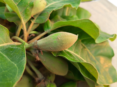 Madhuca Longifolia fruits. It is part of a traditional Indian food. Its other...