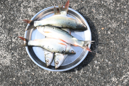 Rohu fish. It is a species of fish of the carp family. its other names rui fish, roho labeo, Labeo...