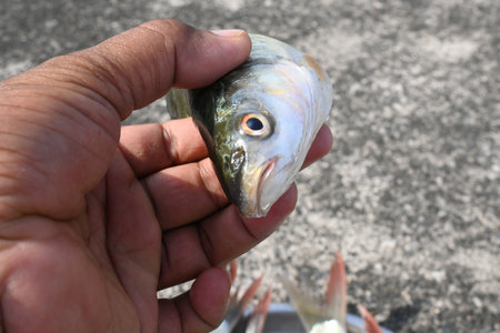 Rohu fish. It is a species of fish of the carp family. its other names rui fish, roho labeo, Labeo...