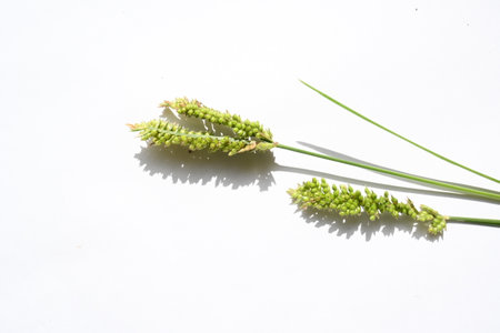 Eleusine coracana or finger millet. It is called Ragi and madua in India and Kodo in Nepal. It  is...