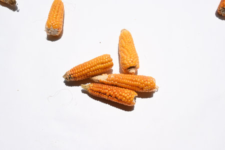 Dried corn on the white background, closeup of photo.