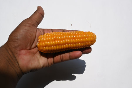 Corn cobs. Ear of corn isolated on white background. Corn Maize is a popular food of all over world.