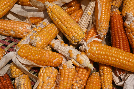 Ripe corn on the cob in the market.Corn cobs. Ear of corn isolated on white background. Corn Maize...