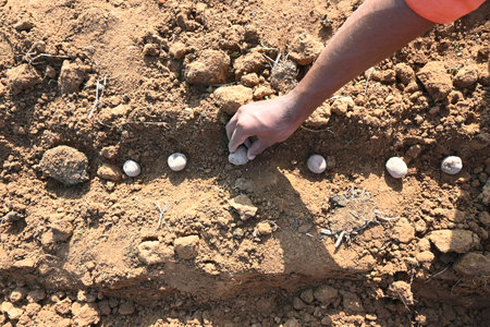 Hand planting potato tubers into the ground. Indian farmer plantation potato seeds in the vegetable...