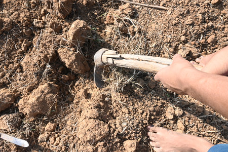 Farmer digging the field. Soil preparation for planting. The farmer working his farm and preparing...